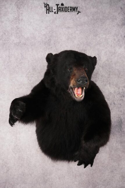 XL Black Bear Half Body Mount SKU 3172