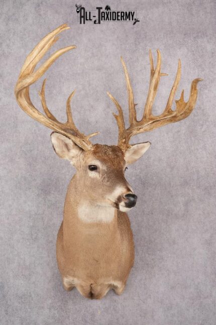 Whitetail deer shoulder taxidermy mount for sale SKU 2719