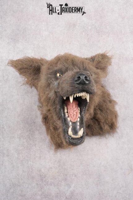 Werewolf Shoulder Mount SKU 2770
