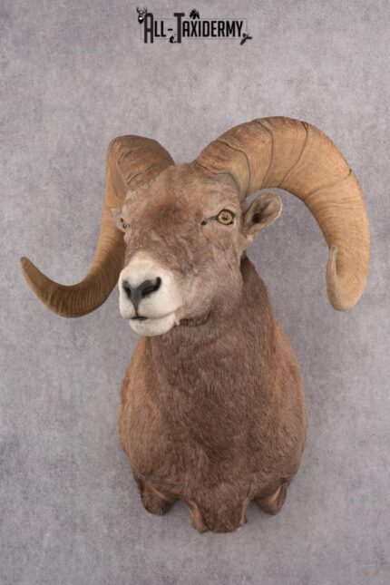 California Bighorn Taxidermy Shoulder Mount SKU 2778