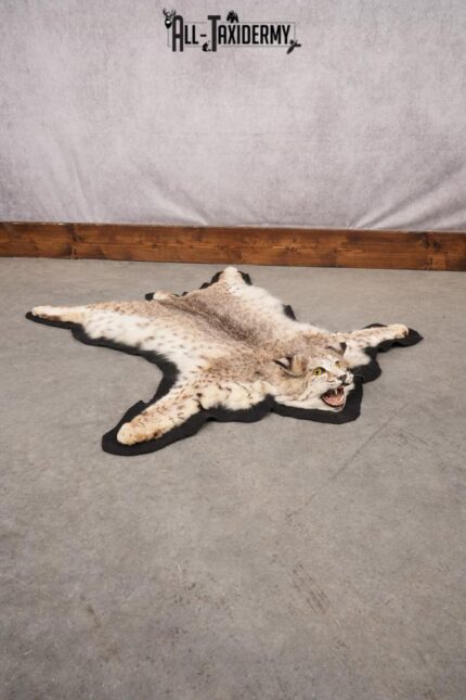 Bobcat Taxidermy Rug SKU 2793
