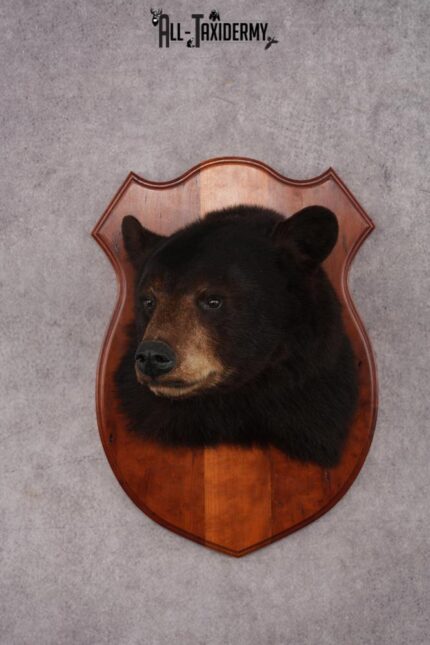 Dark Chocolate Black Bear Shoulder Mount SKU 2942