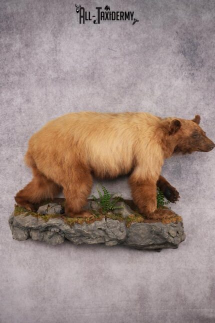 Full Body Blonde Black Bear SKU 2984