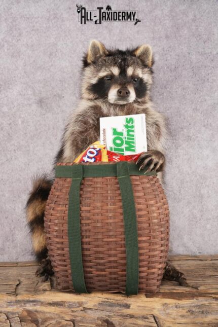 Goody Basket Raccoon SKU 3087