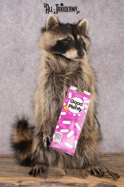 Candy Raccoon SKU 3101