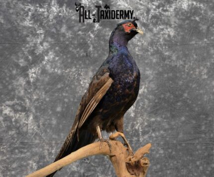 Black Pheasant Taxidermy Mount for Sale SKU 1111