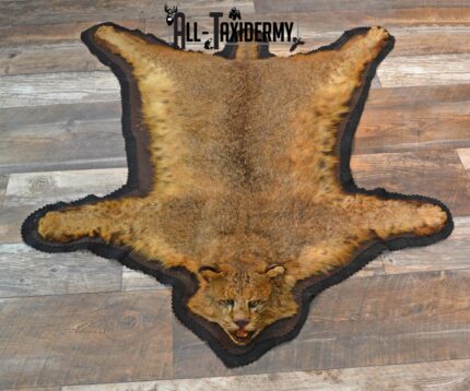 Bobcat Taxidermy Rug for Sale SKU 1136