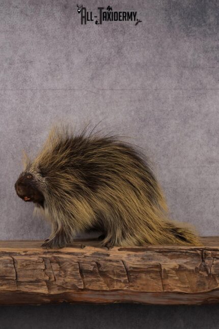 North American Porcupine taxidermy mount SKU 2575