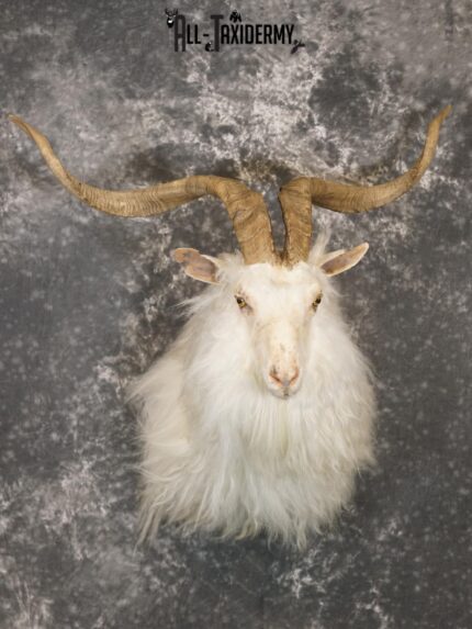 Cashmere goat taxidermy shoulder mount for sale SKU 2187