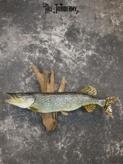 Northern Pike Reproduction fish taxidermy mount for sale SKU 2174