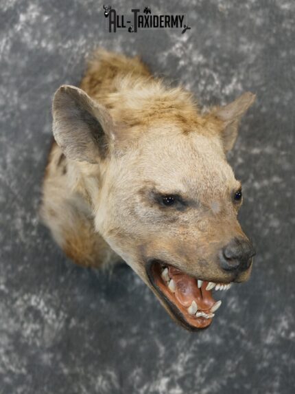 African Spotted Hyena Taxidermy Shoulder Mount for sale SKU 2206