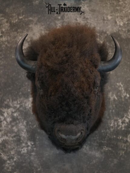 Bison Taxidermy HUGE Shoulder mount for Sale SKU 1477