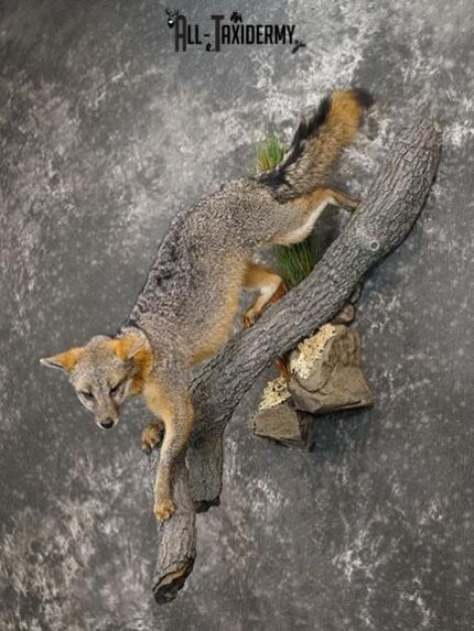 Full body grey fox taxidermy mount SKU 2275