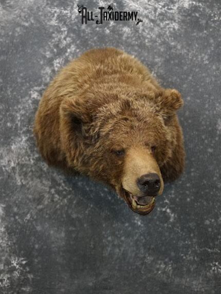 Grizzly Bear Taxidermy Shoulder Mount SKU 2276