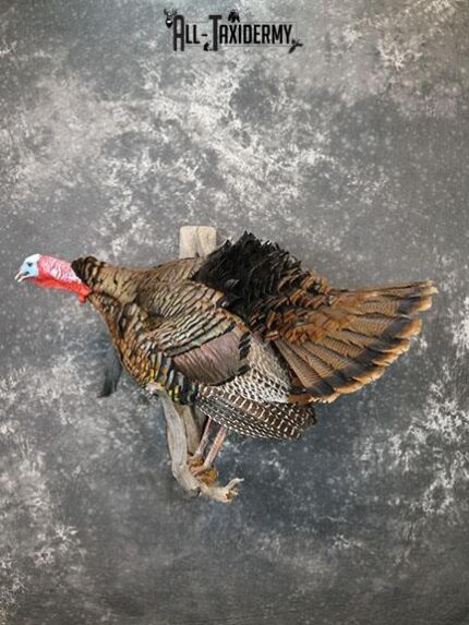 Gobbling Turkey taxidermy mount SKU 2264