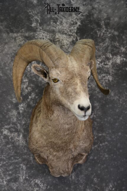Rocky Mountian Bighorn Sheep taxidermy shoulder mount for sale * SKU 2066