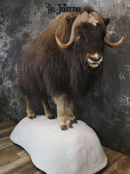 Full body Muskox taxidermy mount SKU 2256