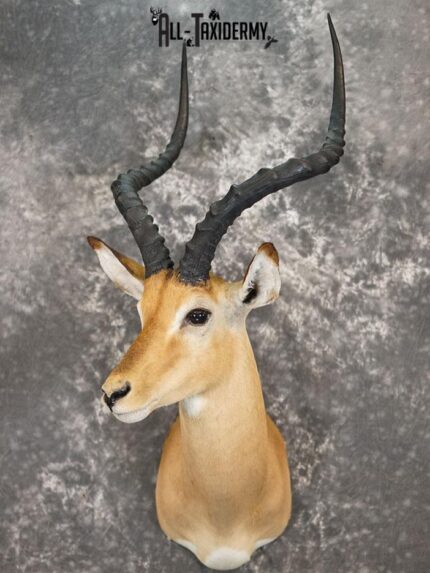 African Impala taxidermy shoulder mount SKU 2368