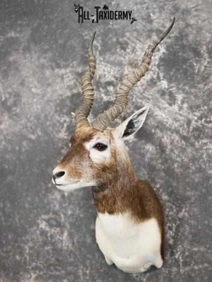Black Buck taxidermy shoulder mount SKU 2365