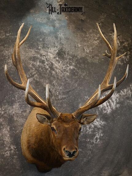 15 Point Elk taxidermy mount SKU 2381