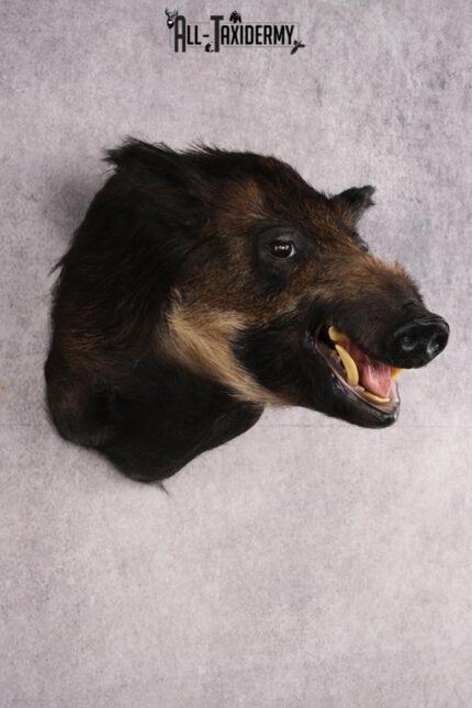 African Bush Pig SKU 2659