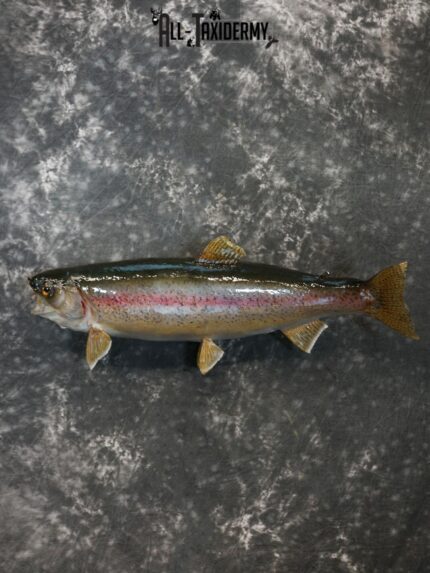 Rainbow trout taxidermy mount SKU 2247
