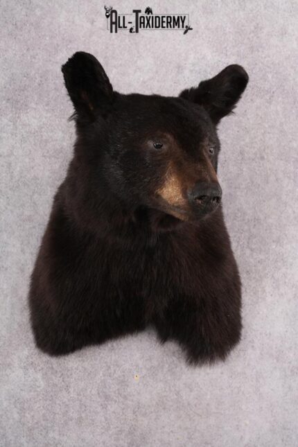 Black Bear Shoulder Mount SKU 2644