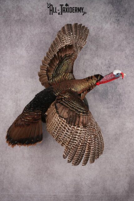 Flying Eastern Turkey taxidermy mount SKU 2646