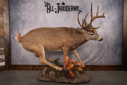 Full Body Whitetail Deer Taxidermy Mount SKU 2654
