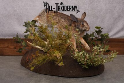 Full Body Cottontail Rabbit SKU 2629