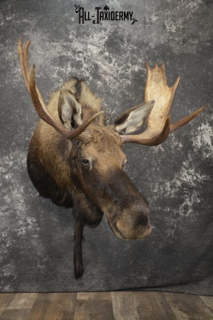 Shiras Moose taxidermy shoulder mount for sale * SKU 2088