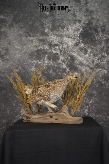 Sharp tailed grouse taxidermy mount for sale SKU 2112.1
