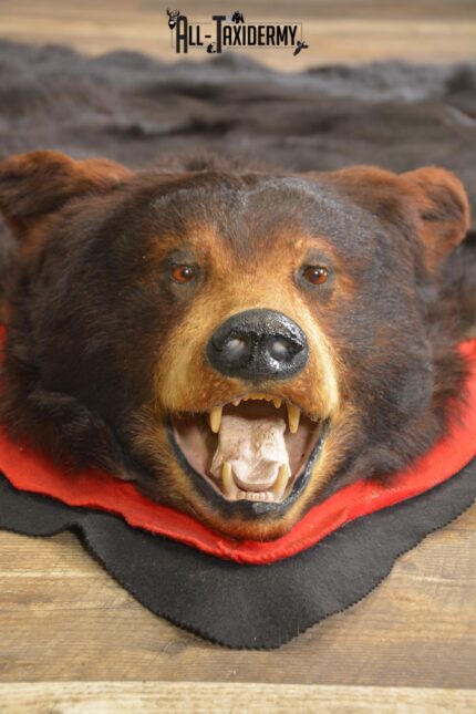 Dark brown phase black bear rug taxidermy for sale SKU 2094