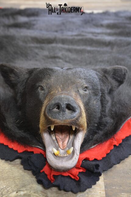 XXL Black bear taxidermy rug for sale SKU 2117