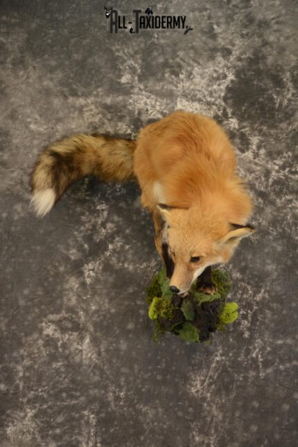 Red Fox taxidermy mount for sale SKU 2112
