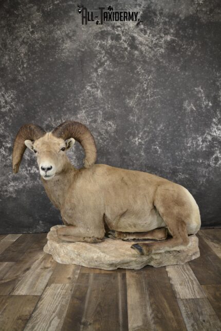 Rocky mountain big horn sheep taxidermy mount for sale SKU 2122
