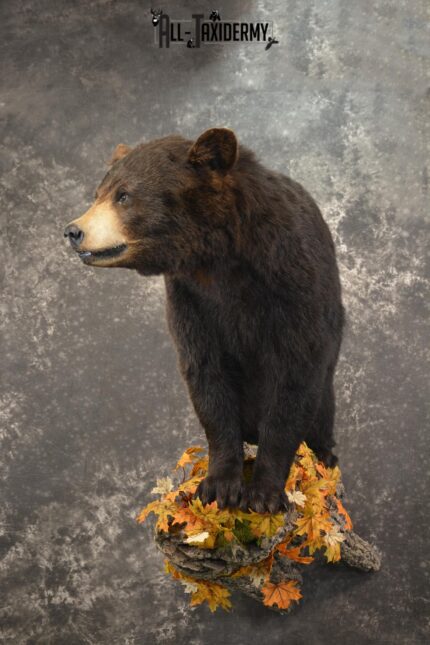 Full Body Black Bear Taxidermy Mount for Sale SKU 2093
