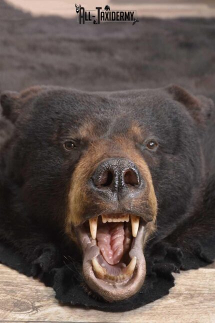Black Bear taxidermy rug for sale SKU 1856
