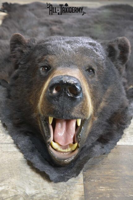 Black bear taxidermy rug for sale SKU 1859