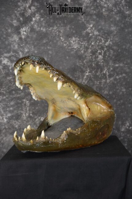Monster Alligator taxidermy head mount for sale SKU 1893