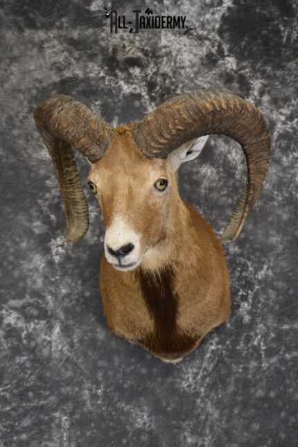Mouflon taxidermy shoulder mount for sale SKU 1912
