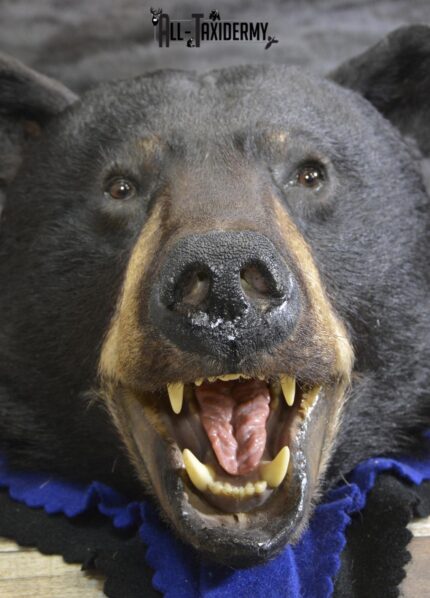 Black Bear taxidermy rug for sale SKU 1925