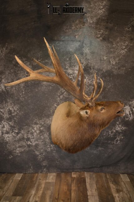 Bugling 7×6 Bull Elk taxidermy shoulder ount for sale SKU 1891