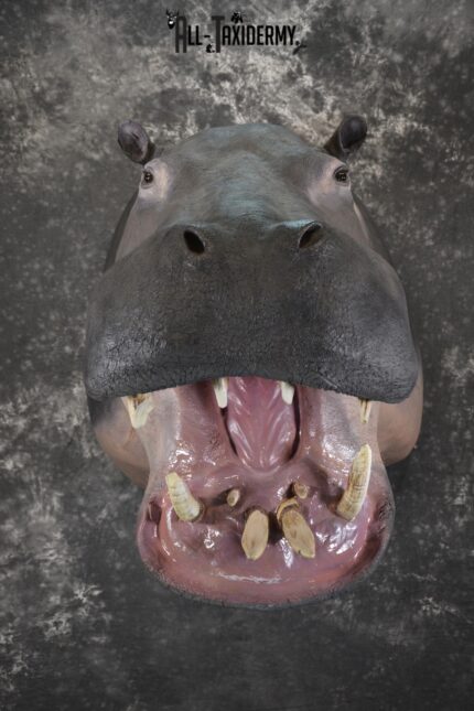 XXL Hippoptamus Taxidermy shoulder mount for sale SKU 1918