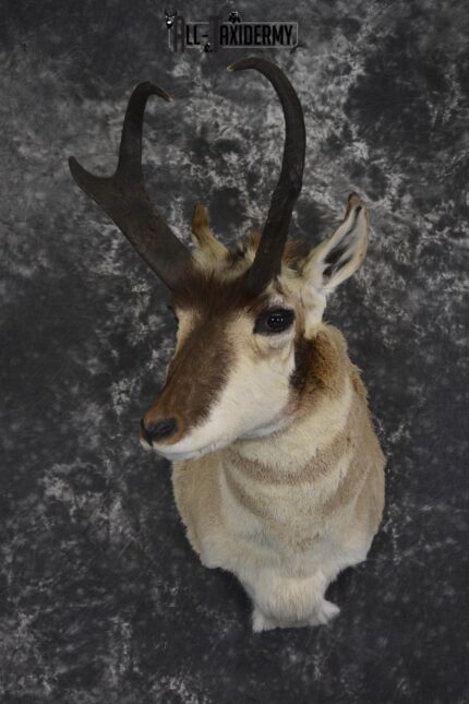 Pronghorn Antelope taxidermy shoulder mount for sale SKU 1985
