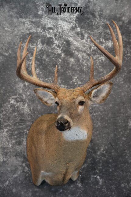 Whitetail Deer Taxidermy mount for Sale SKU 1041