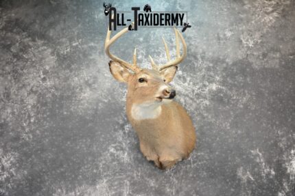 Whitetail Deer Taxidermy mount for Sale SKU 1076