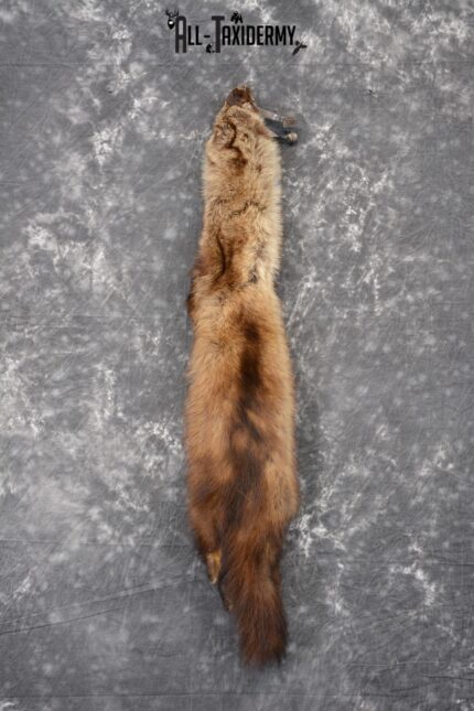 Fisher hide pelt taxidermy for sale SKU 1095