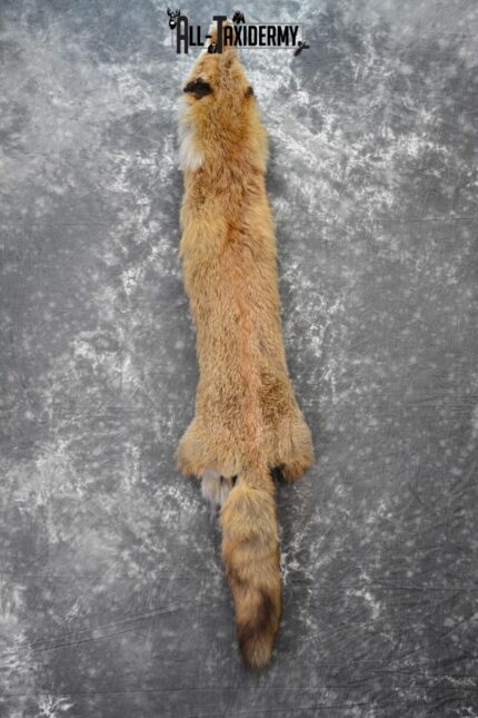 Red Fox Hide Pelt taxidermy for sale SKU 1105