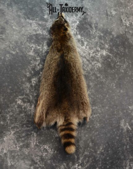 Raccoon Hide Pelt Taxidermy for Sale SKU 1123